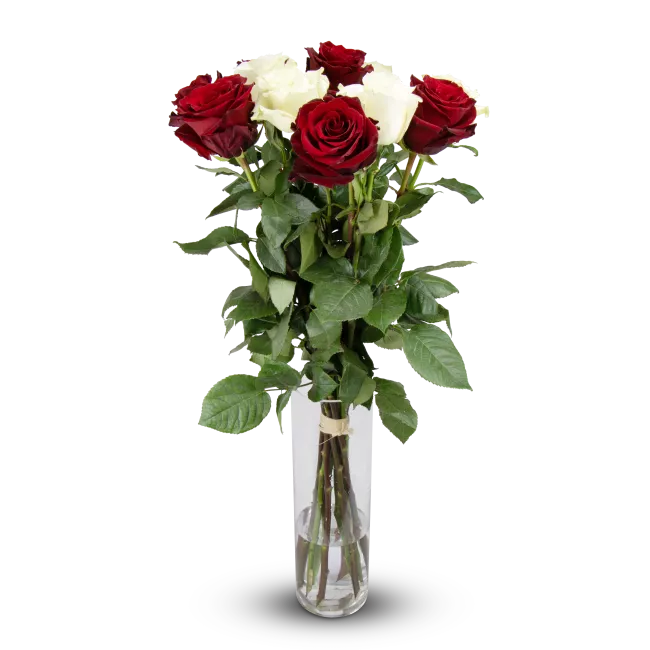 Flowers of ecuadorian roses